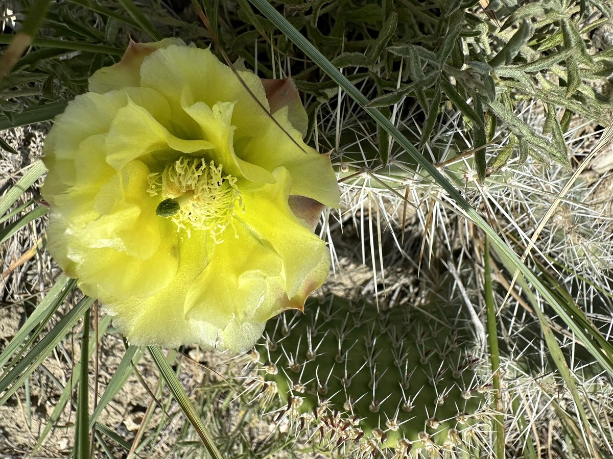 LawrenceKawchuk's tweet photo. Pin cushion cactus and prickly pear cactus.  Excellent potato weather. #PalliserTriangle https://t.co/v83EK1JGuw