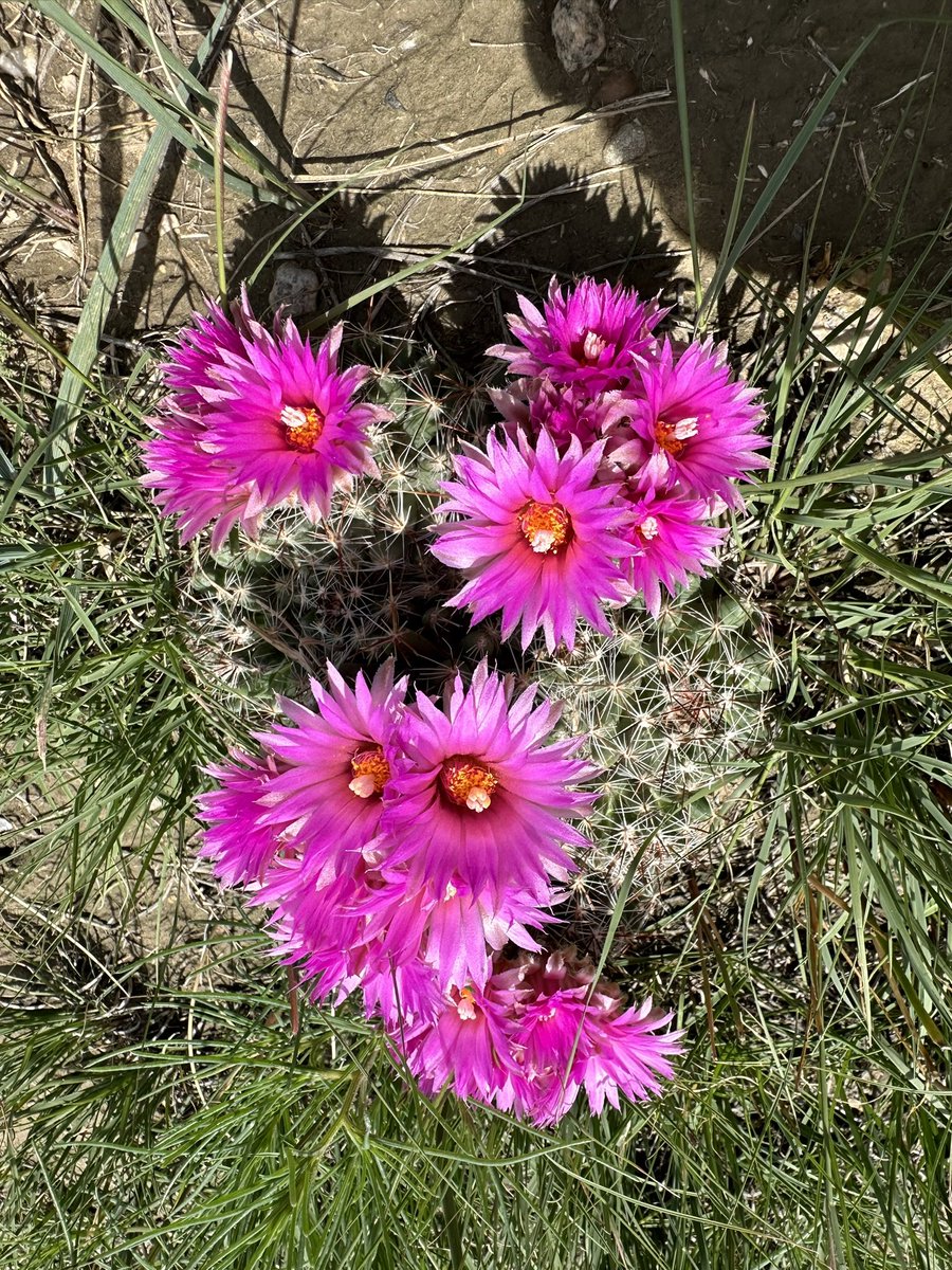 LawrenceKawchuk's tweet photo. Pin cushion cactus and prickly pear cactus.  Excellent potato weather. #PalliserTriangle https://t.co/v83EK1JGuw
