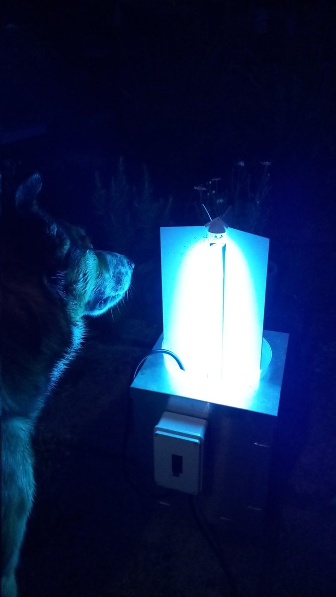 harris_sjh's tweet photo. Well overdue time to see how much I've forgotten about moth identification... 😬 (thank goodness for https://t.co/VAfyftYiki)
Although, given the lack of daytime #insects I've seen so far this year, I fear that I'm not going to have too many moths to agonise over! 🫤
#mothtrap https://t.co/HjSjkCYJKz