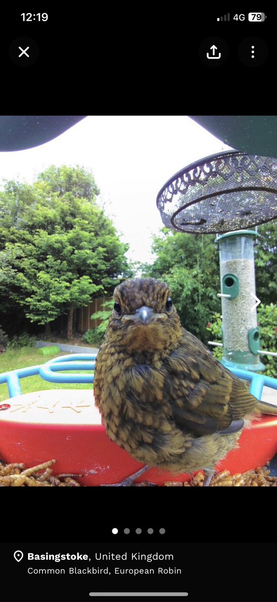 temmalemma's tweet photo. @CarlBovisNature ‘Hullo’ From my bird feeder camera ! https://t.co/vpEIXM6iT2