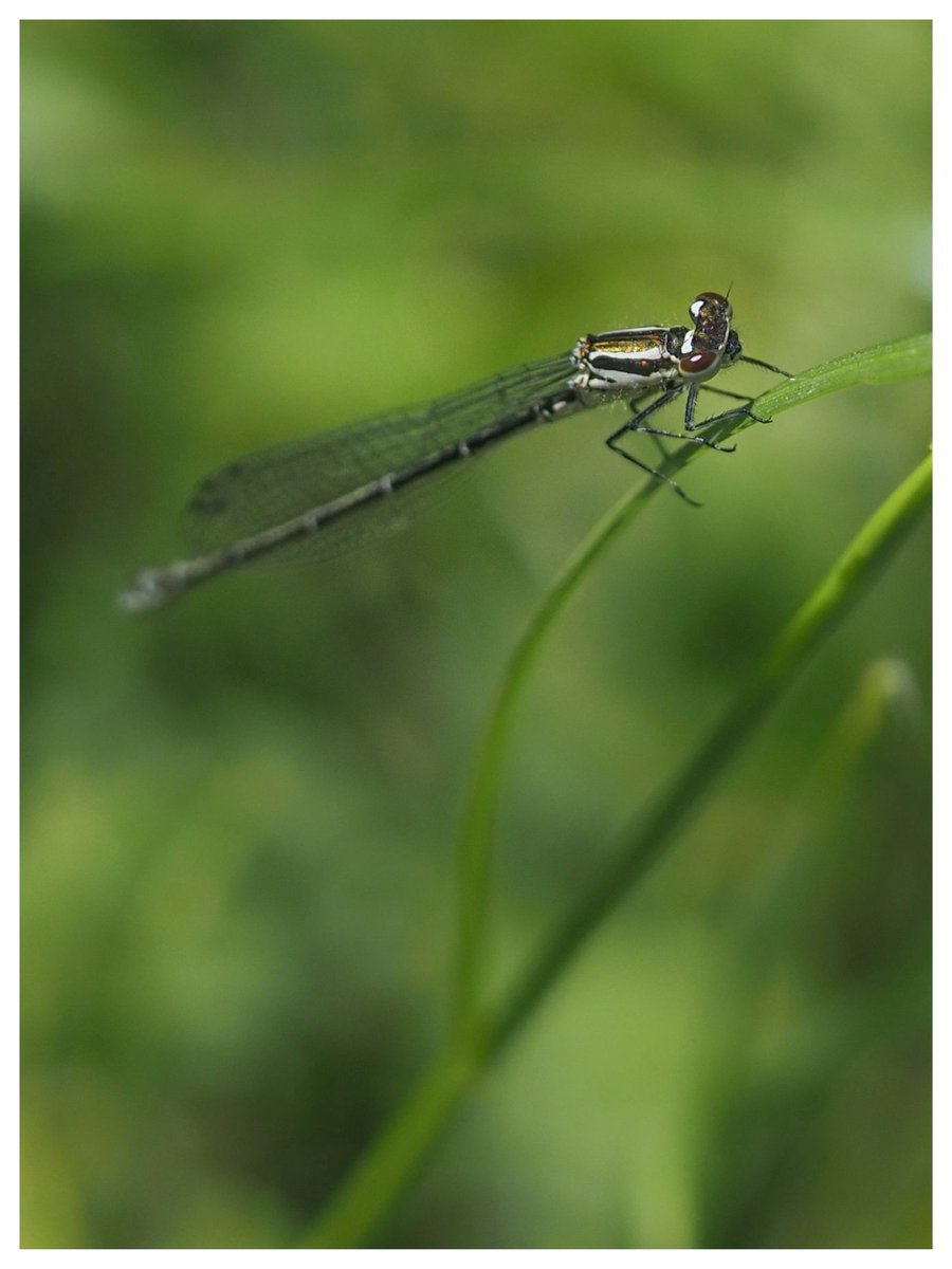 JillWhitelock's tweet photo. Damselfly today in #Ely. #InsectWeek2024 https://t.co/MPBW7EfkUq