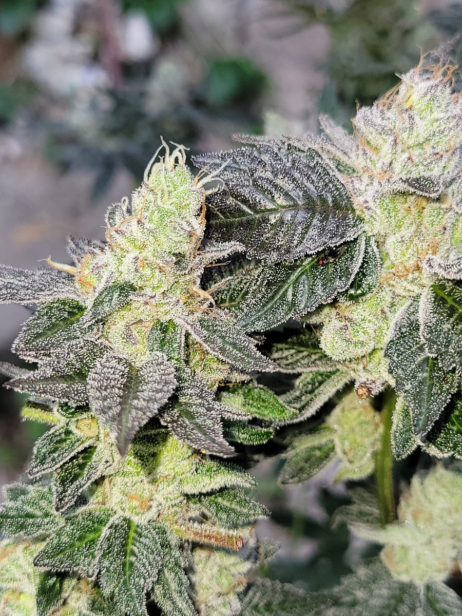 Andrew88964196's tweet photo. Wicked apple. @elev8 seeds https://t.co/PiSxJAtcRI