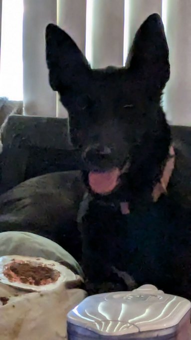 Guess what day it is!!! #Roxanneis4!  Happy bark day to the prettiest little #GSD https://t.co/JVRRI<a href="/tag/roxanneis4"class="tags">#Roxanneis4</a><a href="/tag/gsd"class="tags"><span>#gsd</span></a>