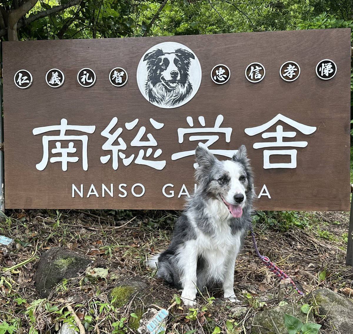 Nansogakusha's tweet photo. 南総学舎のシエルちゃん(８歳)です。

#南房総
#南総学舎 
#ワンチャンの写真 https://t.co/Gx5N6VQ4z4