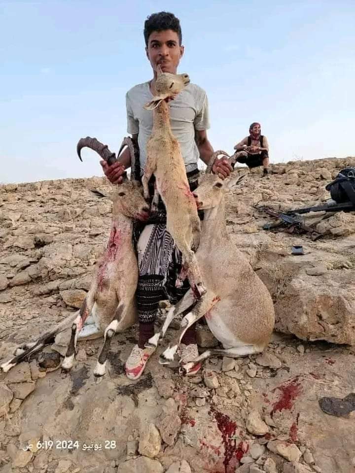 Badr_fares_'s tweet photo. شبوة:

إلقاء القبض على أشخاص مخالفين أقدموا على صيد حيوانات نادرة في إحدى شعاب مديرية الروضة بمحافظة #شبوة.

الشرطة قالت إنها تلقت بلاغات من المواطنين بشأن المخالفين واتخذت إجراءات قانونية لإحالتهم للنيابة، متوعدة أي شخص يخالف قانون حماية الحيوانات البرية. https://t.co/WT55AaE4Ri