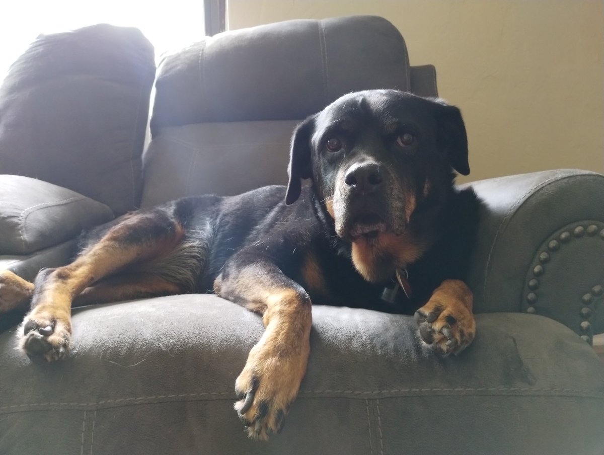 Adairtris's tweet photo. Kelsey for President. Raja would be an excellent First Dog. Better than the current options, right? #RajaForFirstDog #president #election2024 #campaign #rescuedog #adoptdontshop #rottweiler #dog #dogsofx https://t.co/hPa9tNhaGW
