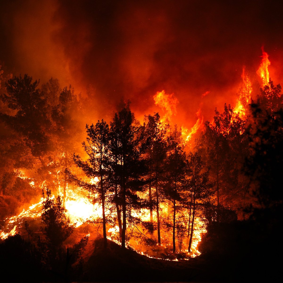 📌 Türkiye'de 29 Haziran günü 44 #yangın çıktı.
#Kuşadası