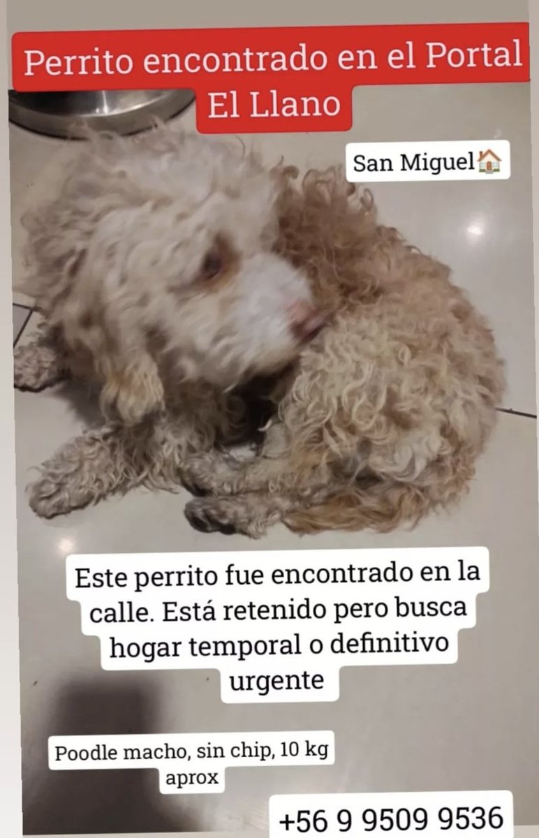 callejeritosDLV's tweet photo. #extraviadosyencontrados #buscanhogar #santiago https://t.co/Pjwq4dWZC7