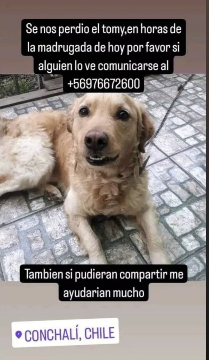 callejeritosDLV's tweet photo. #extraviadosyencontrados #buscanhogar #santiago https://t.co/Pjwq4dWZC7