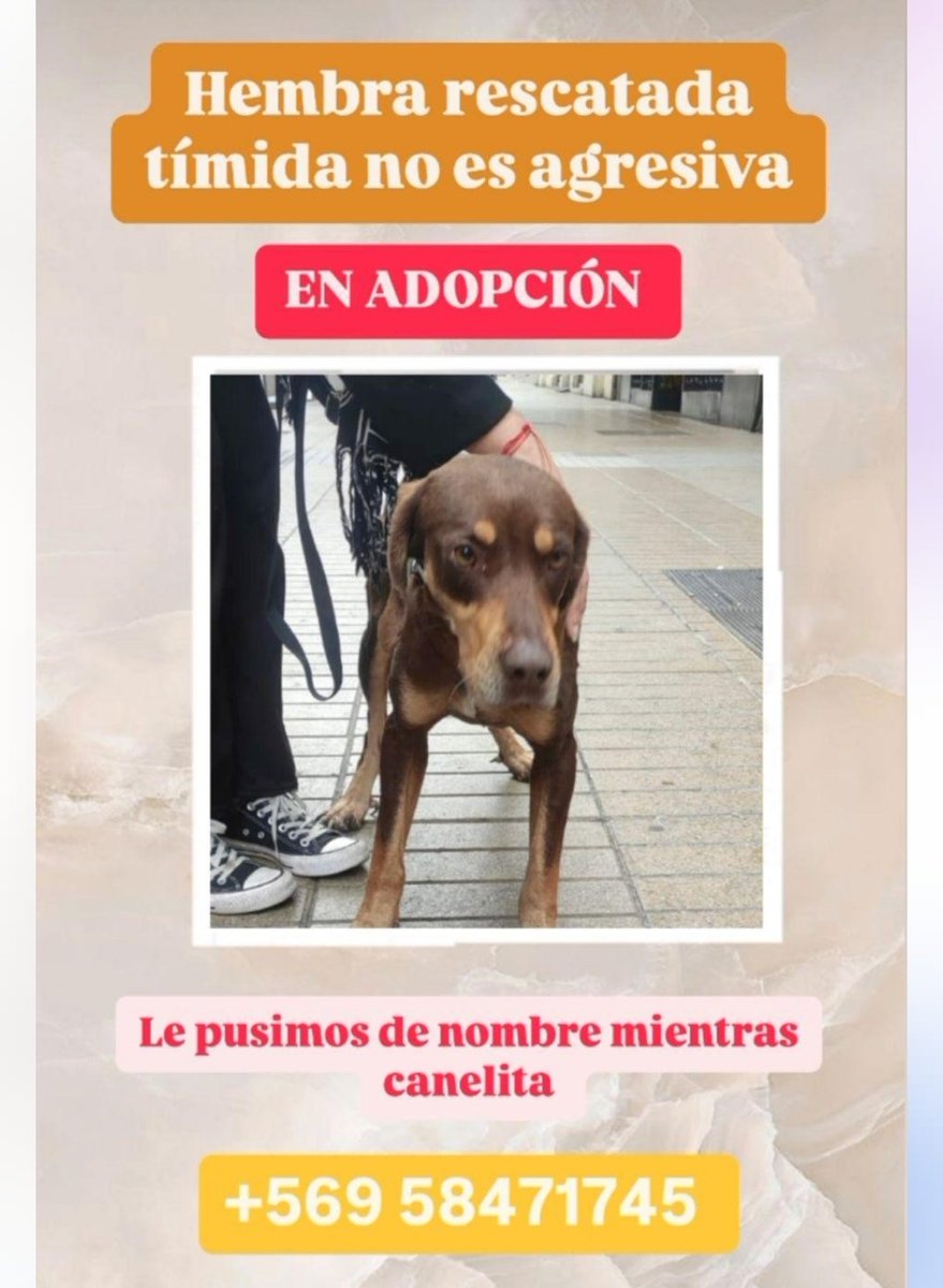 callejeritosDLV's tweet photo. #extraviadosyencontrados #buscanhogar #santiago https://t.co/Pjwq4dWZC7