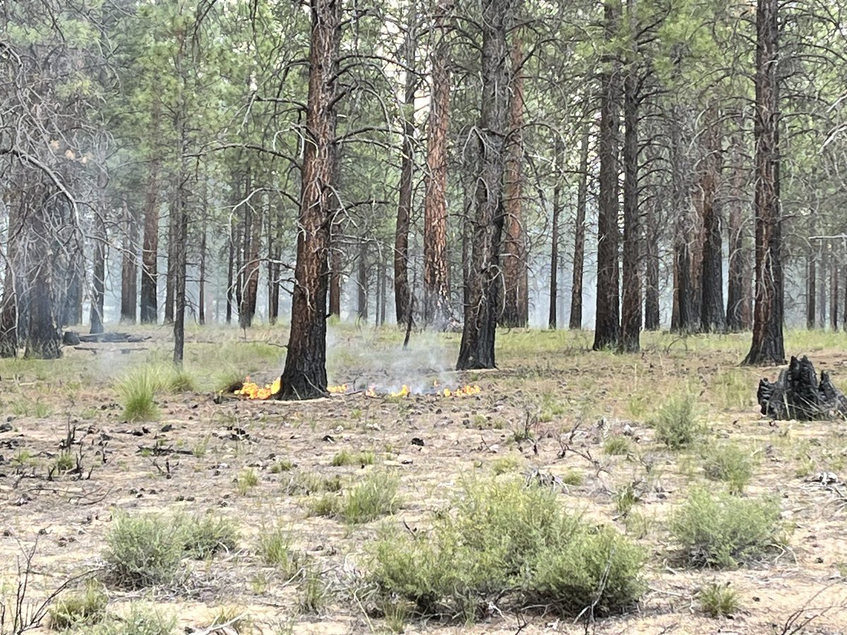 CentralORFire's tweet photo. Yesterday on the #darlene3fire, IC trainee Newey, toured BLM &amp; FS  lands that had previous fuel treatments in the fire area with Senator Merkley’s staffer Gavin Coble. These photos are examples of the significant difference in fire intensity between treated and non treated areas. https://t.co/DjsZZcl9tQ