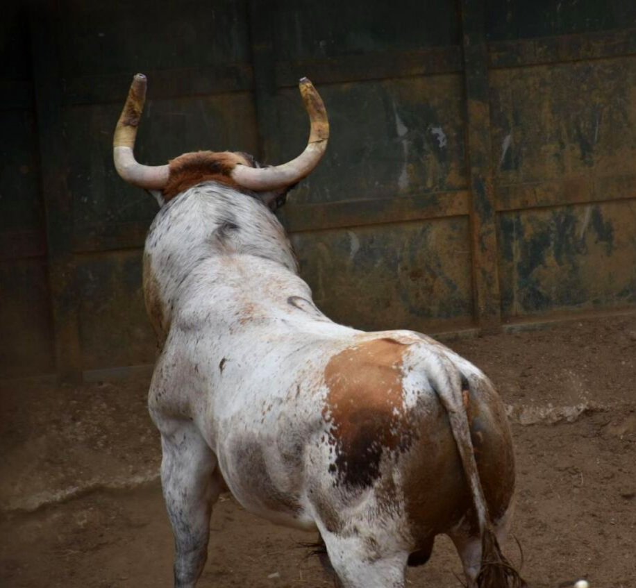 Manel Sobral tweet media