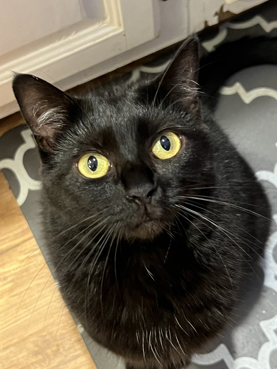 BarkleytheTzu's tweet image. Noodle 🍜: Happy #caturday everypawdy!! Have a great day. 🐾 🖤☀️ #whitepatch 🤭