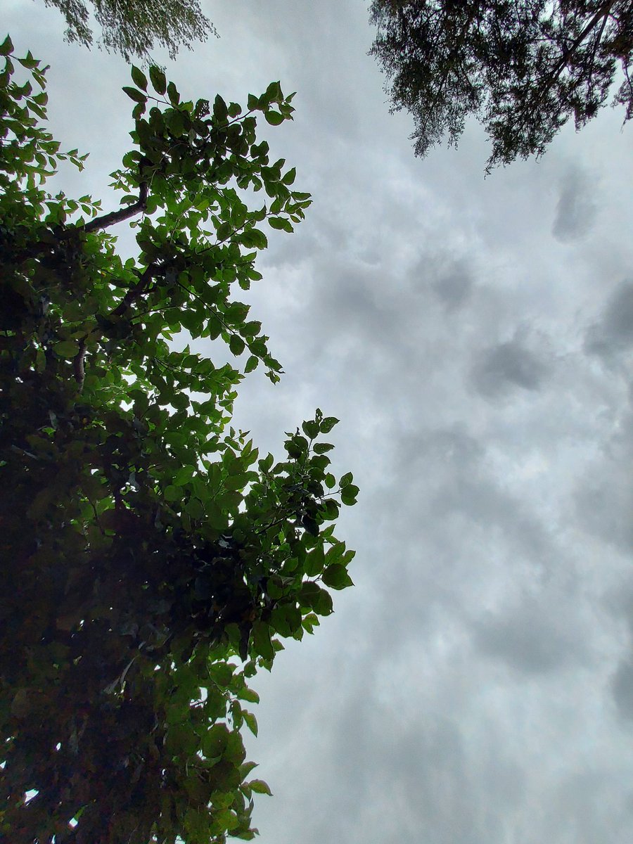 cheech192's tweet photo. View from under the apple tree right now in Portland. https://t.co/TnBWQVV3Md