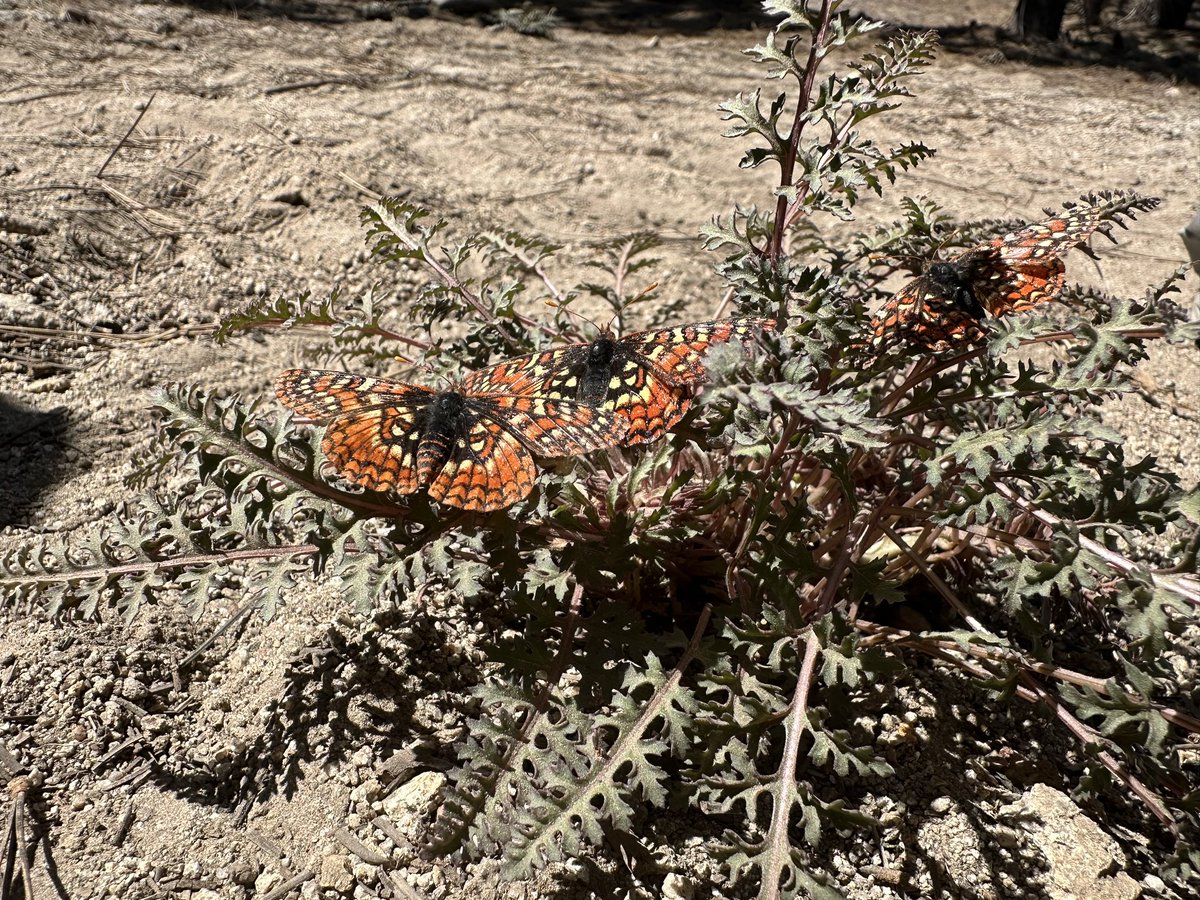 Gabriela Montejo-Kovacevich 🇪🇺 (@gmkov) on Twitter photo Just spent the most magical weeks working in California with Euphydryas editha. If you are interested in the genomics of local adaptation (+ fieldwork) please get in touch! Soon recruiting at <a href="/AnimEcol_UU/">Animal Ecology Uppsala</a>
Thank you Mike Singer, Camille Parmesan & Jules Paraskevopoulos 🏕️ Just spent the most magical weeks working in California with Euphydryas editha. If you are interested in the genomics of local adaptation (+ fieldwork) please get in touch! Soon recruiting at <a href="/AnimEcol_UU/">Animal Ecology Uppsala</a>
Thank you Mike Singer, Camille Parmesan & Jules Paraskevopoulos 🏕️