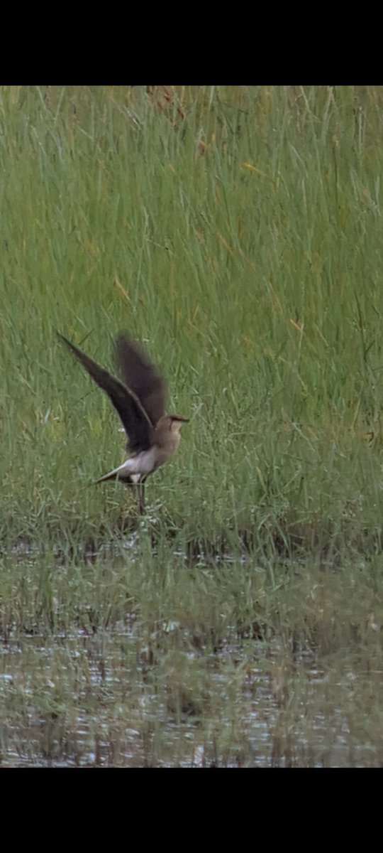 💥Black-Winged Pratincole💥
430th life ✅️ and in Notts too !!
14th life ✅️ for 2024

It was a great ending to a fantastic week, especially given that this bird was seen elsewhere in Notts several weeks ago

Thank you to <a href="/Alan_HP_Notts/">Alan_HP_Notts</a> for allowing me to use his picture.