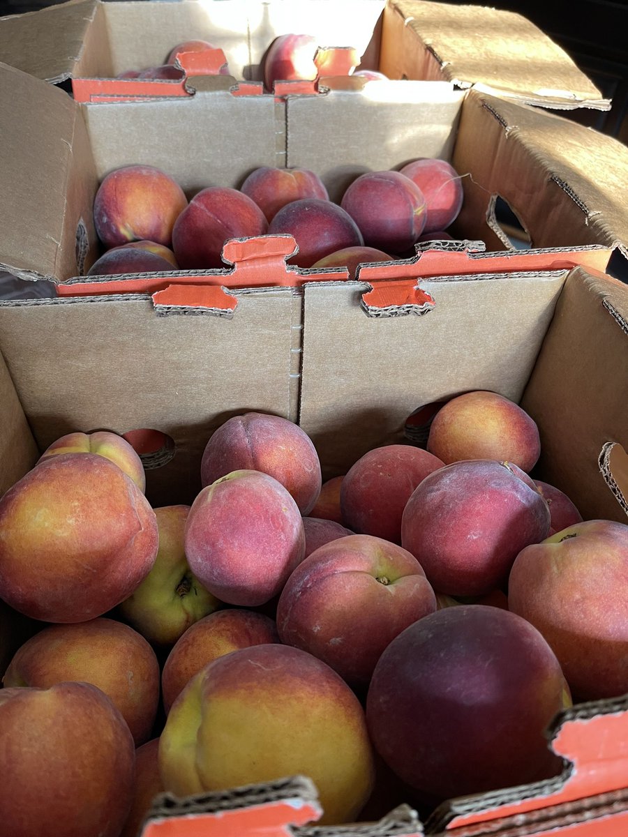 ChefGG76's tweet photo. It’s peach season Ya’ll…🍑
Bourbon Vanilla Bean Preserves 
GG’s Peach Buzz &amp; Peach Buttaz on deck  &amp; maybe a few peach bourbon tarts with pralines 🧑🏽‍🍳 https://t.co/M8K1zBZyxp