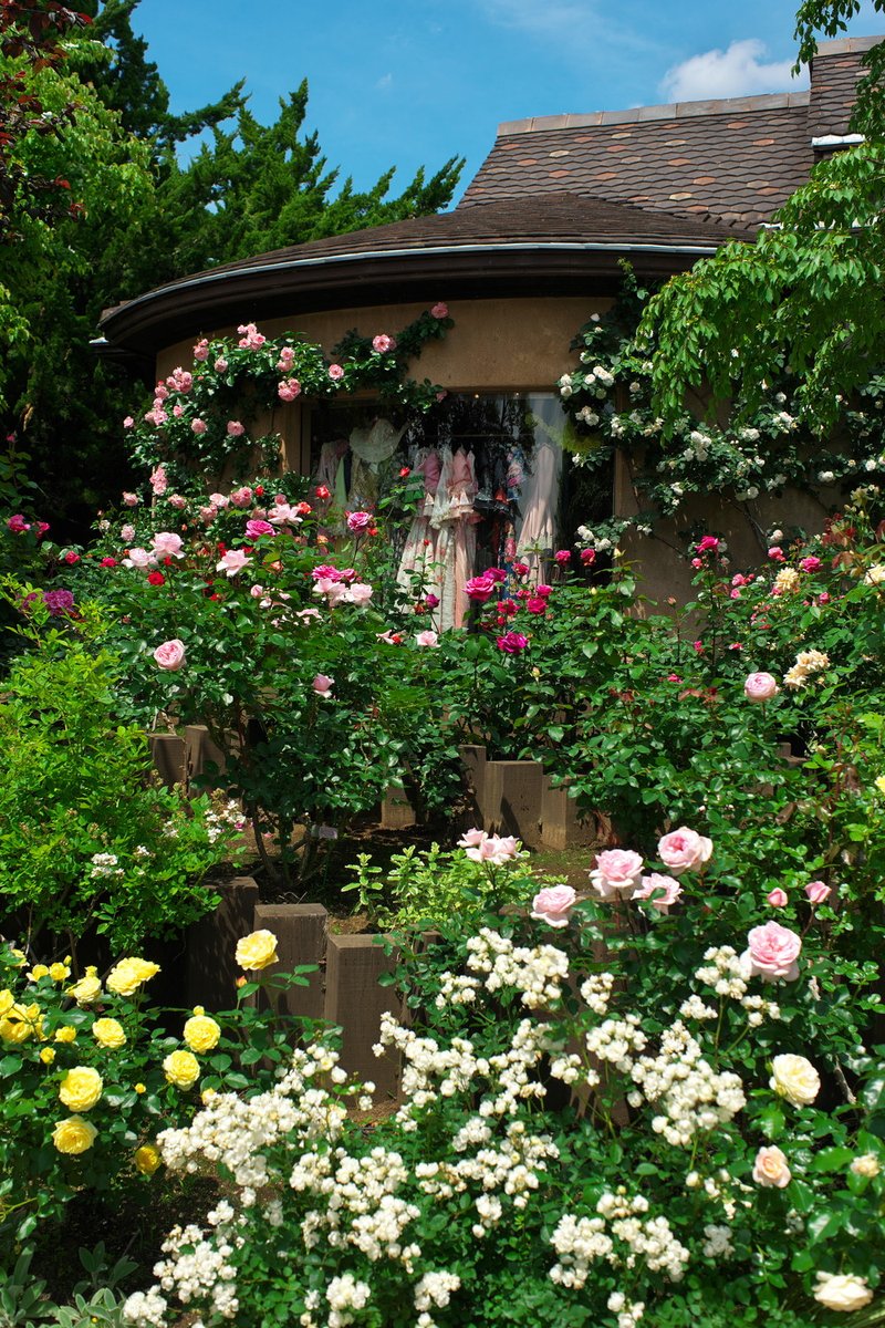 shigiku's tweet photo. おとぎの国へ.
To a fairyland.

Location：河口湖 音楽と森の美術館様(@kmf1999)

#音楽と森の美術館 #バラ #薔薇 #春薔薇  #rose #花 #写真で伝える私の世界 #ファインダー越しの私の世界 #ポートレート撮影 #ポートレートしま専科 #被写体モデル #被写体募集 #photomusicforest2024 https://t.co/7ORwUUgjmH