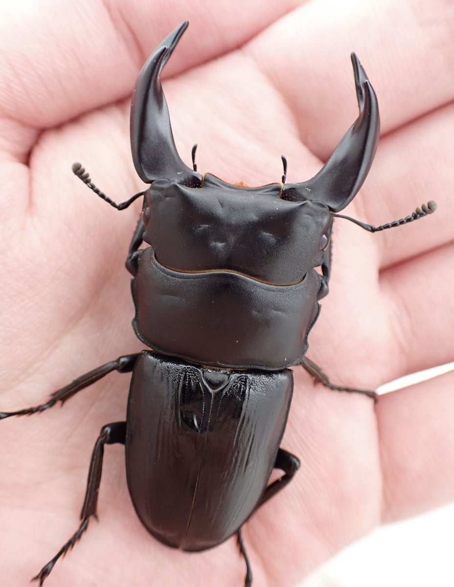 秘蔵X再撮影
再起できるか…