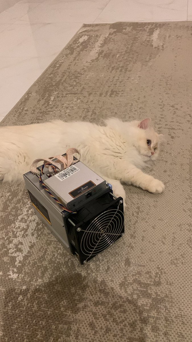 LaylaAli00's tweet photo. 🐱 Hooman let me start mining now
#Antminer #Cats #Bitmain #Z9Mini $ZEC @zcash https://t.co/XEro4fNKmx