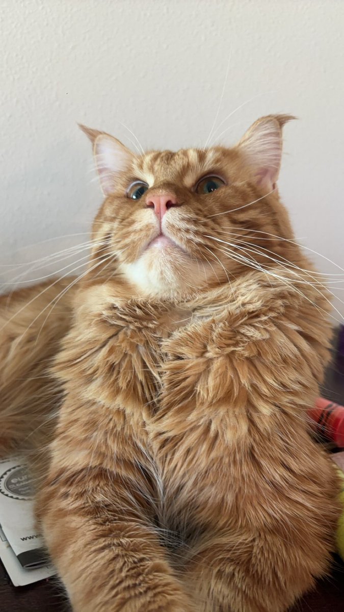 lilmzhardkore's tweet photo. Mommas boy #thomasomalley #maincooncat https://t.co/8c2qUn8tU5