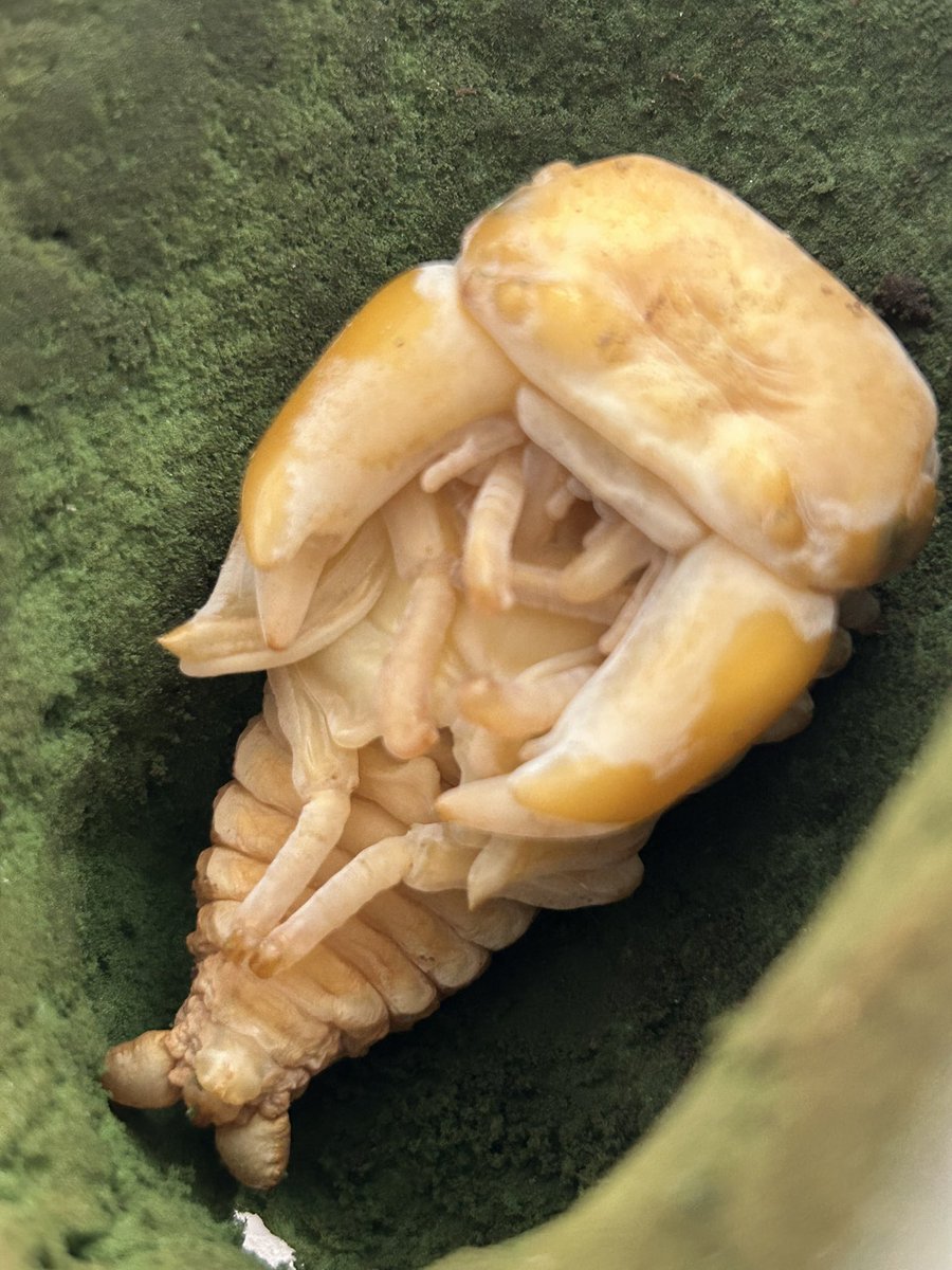 野外離れした何かを飼育したい、という願望がある方には極太ホプイはピッタリの虫だよね〜