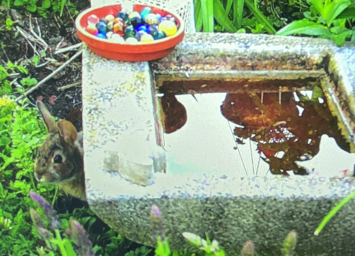 Trail cam pics of critters at the bird bath