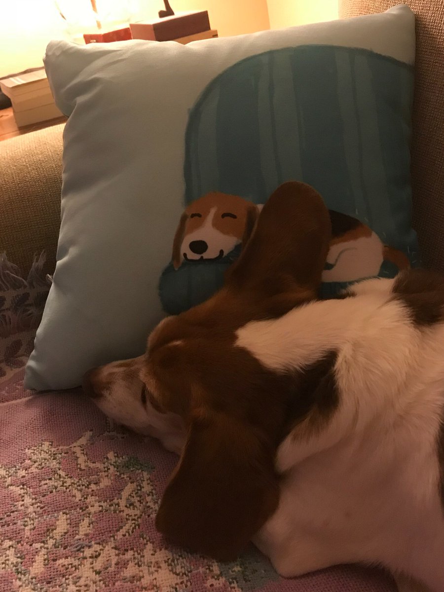 Cleobeagle's tweet photo. @beaglefacts @darmercer https://t.co/RfW57jVFeq