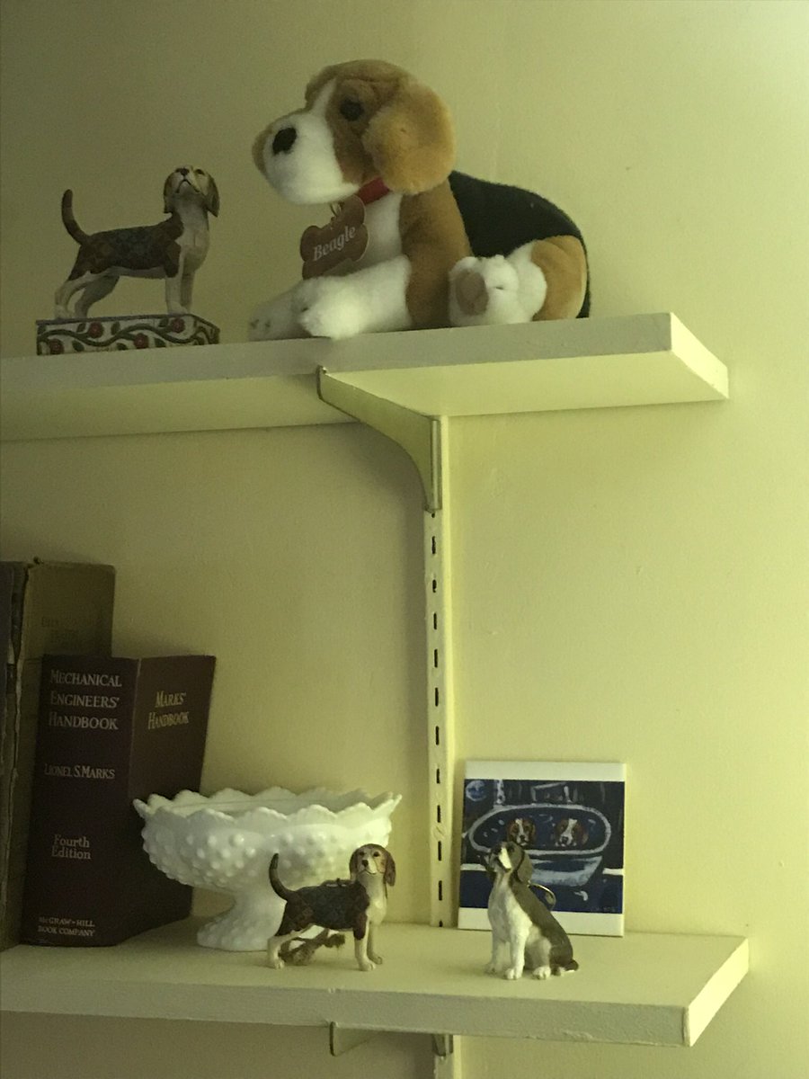 Cleobeagle's tweet photo. @beaglefacts @darmercer https://t.co/RfW57jVFeq