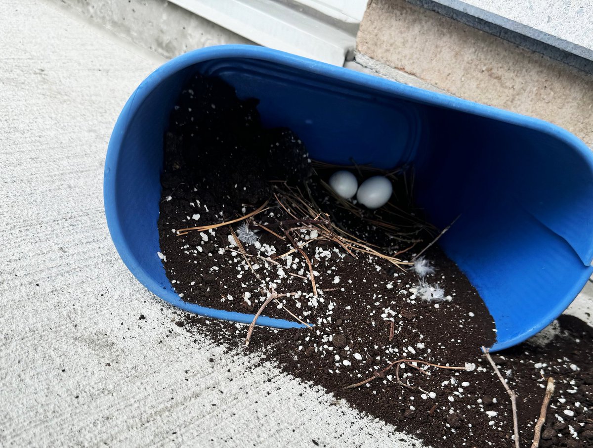 Alim_CHN's tweet photo. I came across a dove couple on my balcony in Ottawa establishing a home. I thought of finding them another place, but I was afraid they wouldn't find their babies. So, I helped them have a better home. Dove of peace, I think. https://t.co/Op1IhOIfqq