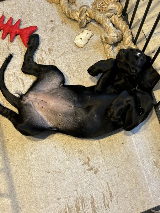 でっかくなっちゃったなぁ 