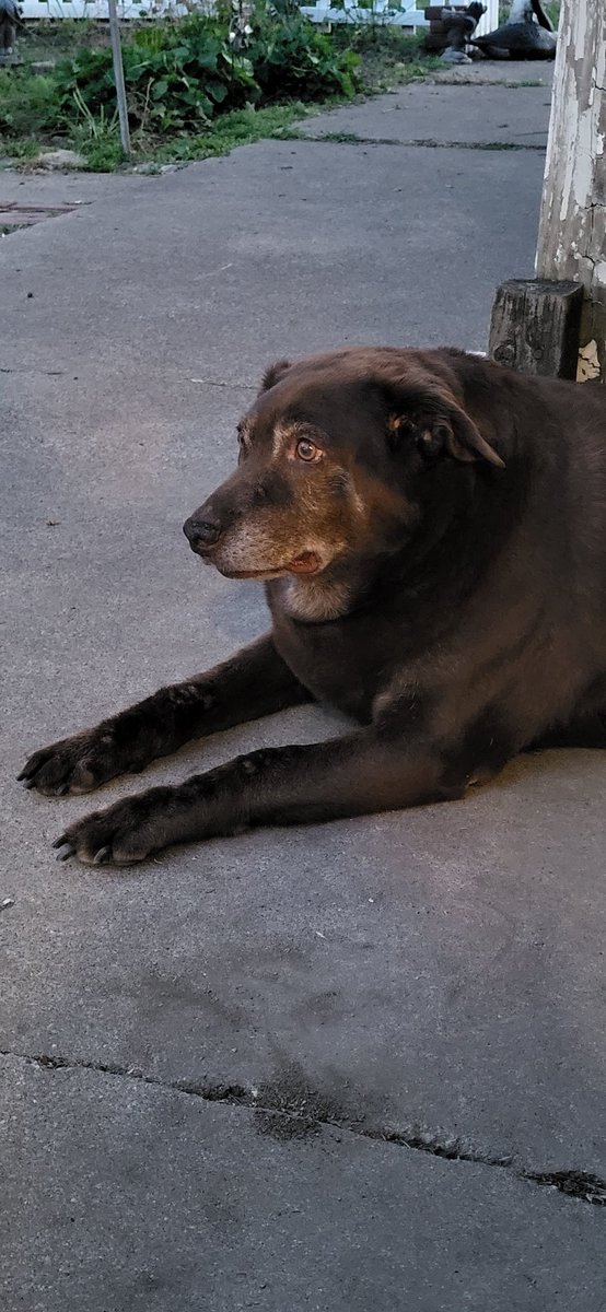 Hazzafan99's tweet photo. @jarpad Mojo needs love https://t.co/Kw4wHhqtEo