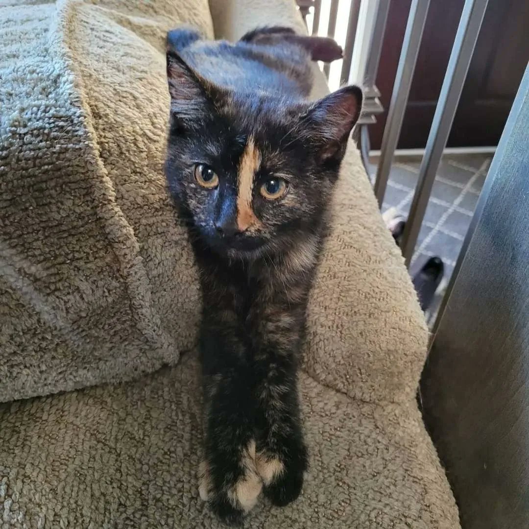 SAFEteamrescue's tweet image. ***VET CARE SPONSORSHIPS NEEDED - PLEASE SHARE***

Juniper and Huxley are in need of Vet Care Sponsors! Learn how you can sponsor them below ⬇️

#safeteam #adoptdontshop #sponsorme #vetcare #KittensOfTwitter #rescuecat #rescuedismyfavoritebreed #yegcats