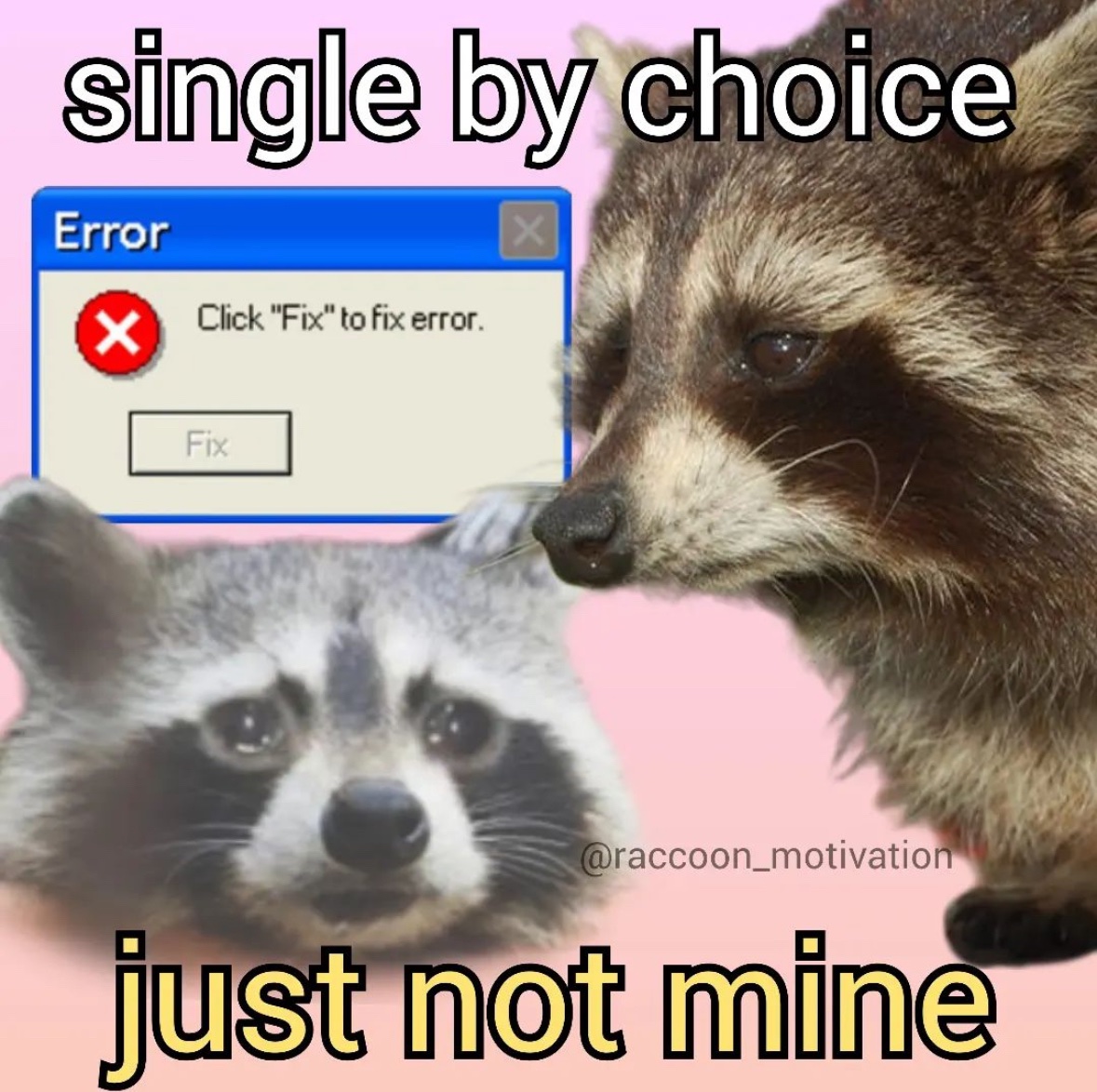 raccoon aesthetic. (@raccoonesthetic) on Twitter photo 