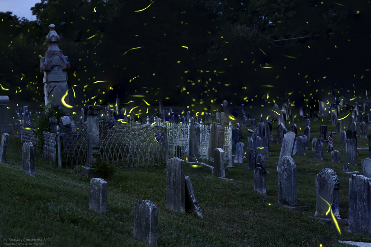 Fireflies in Pennsylvania cemetery. Was not sure how it was going to come out because it was windy. #fireflies #lightningbugs