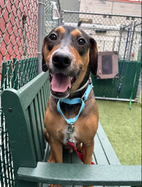 💝Adorable MYLO has ONE new picture. Why is this lovebug still in the shelter??  He needs a new and loving family - are you the one to save this sweet boy?
nycacc.app/browse/202381  #NineteenDaysInShelter