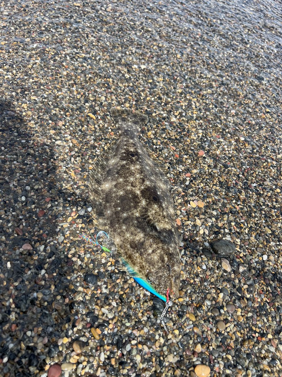 DveXzHDJ5VjLsIL's tweet photo. はい来たぁ〜ソゲ〜ズ😁
#iTochanCraft
#flounder
#KZHOOK
#ソゲ
#リリース https://t.co/xcABwz0KWZ