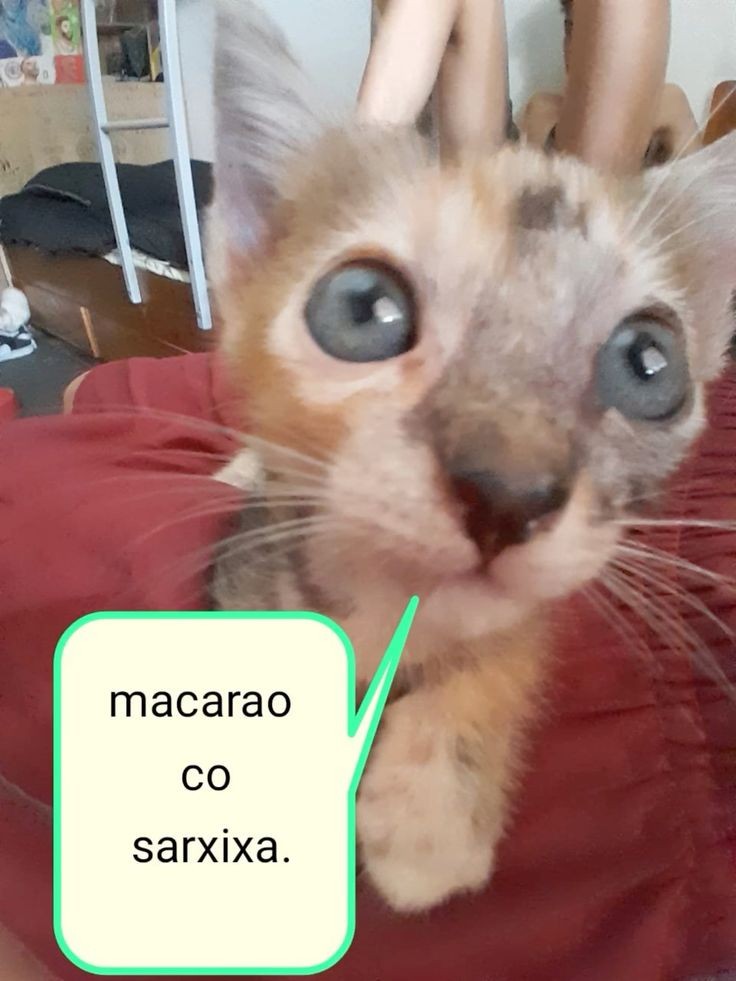animais com frases aleatorias tweet media