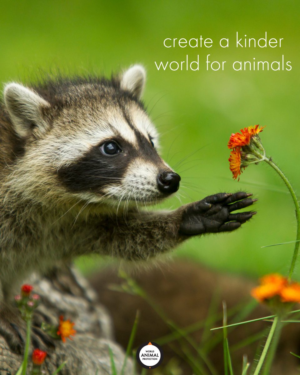 MoveTheWorldUS's tweet photo. A kinder world for animals is possible. 🦝🧡 https://t.co/MWZBYoKPvT
