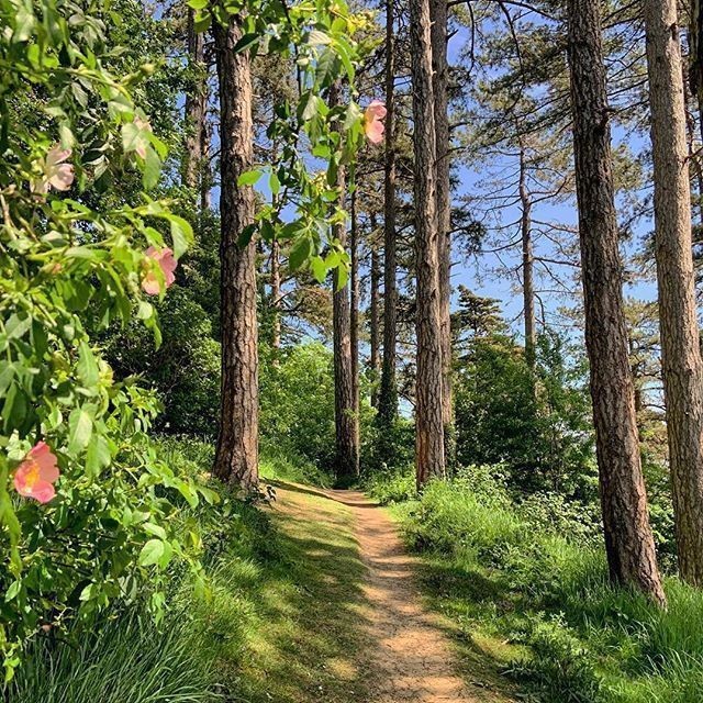 softdeIicacy's tweet image. enchanted world.