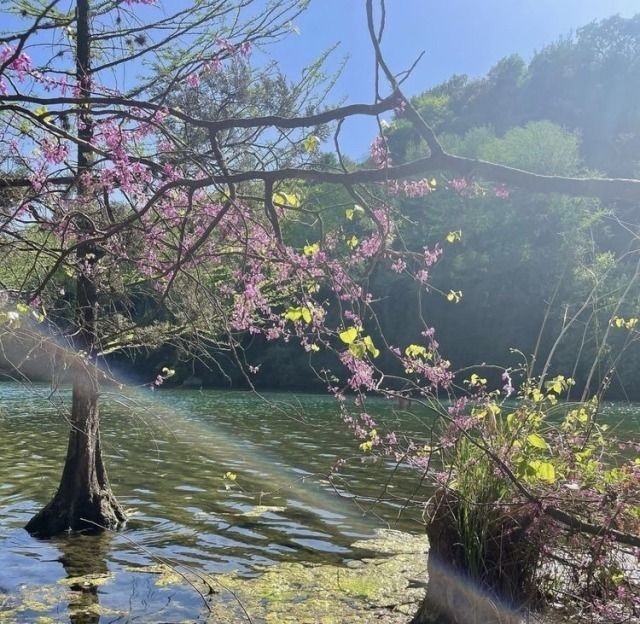 softdeIicacy's tweet image. enchanted world.