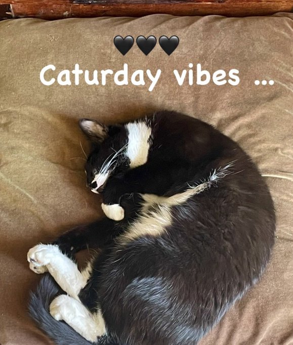 Benny sends his best .....probably.  #Caturday https://t.co/Od7bws5wUQ<a href="/tag/caturday"class="tags">#Caturday</a>