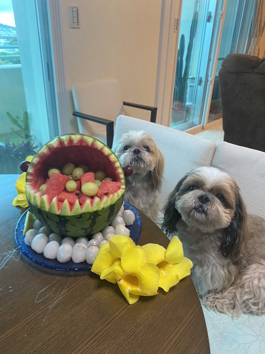 loco0206's tweet photo. 沖野さん、こんにちは😊
いとまきまきです🌟

今帰仁のすいかでサメを作りました🍉🦈
2時間かけて一生懸命作ったのに、
ふたりのシュールな顔😭

いいんです！
まさに飼い主の自己満足です‼️

沖野さんは、誰が何と言おうと⁈
自己満足なことってありますか？

#チルドキ
#きょうのわんこ https://t.co/4aViawtPQg