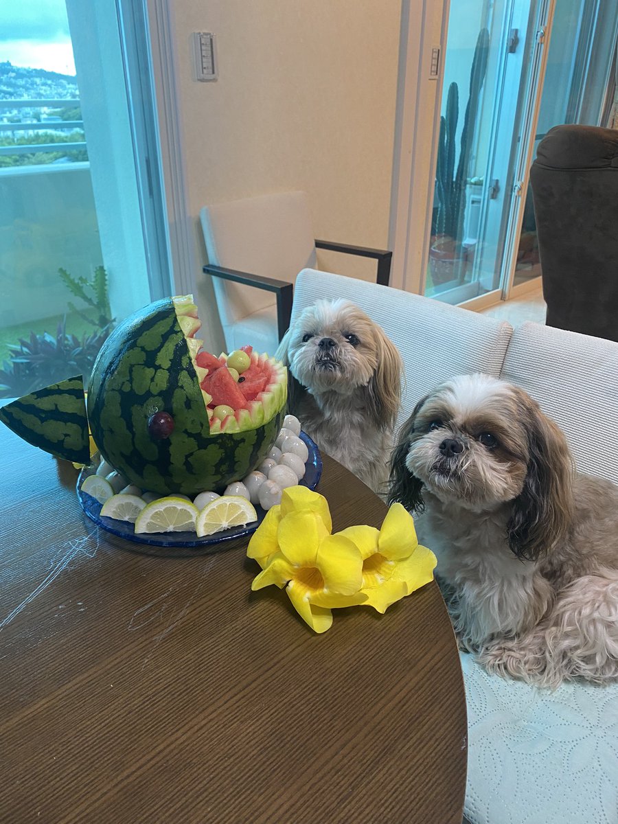 loco0206's tweet photo. 沖野さん、こんにちは😊
いとまきまきです🌟

今帰仁のすいかでサメを作りました🍉🦈
2時間かけて一生懸命作ったのに、
ふたりのシュールな顔😭

いいんです！
まさに飼い主の自己満足です‼️

沖野さんは、誰が何と言おうと⁈
自己満足なことってありますか？

#チルドキ
#きょうのわんこ https://t.co/4aViawtPQg