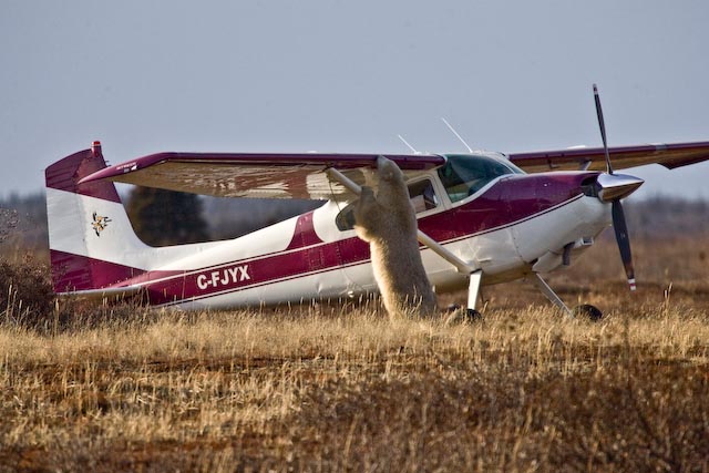 ChurchillWild's tweet photo. Happy #CanadaDay #LongWeeknd! Our friend is doing a final safety check at Seal River Heritage Lodge before taking off on his weekend getaway. Where is he headed? https://t.co/rPFsE8lVyN Richard Voliva πΈ #ChurchillWild #PolarBear #Flight #FlightCrew #FlightAttendantLife https://t.co/0BE0gLEze9