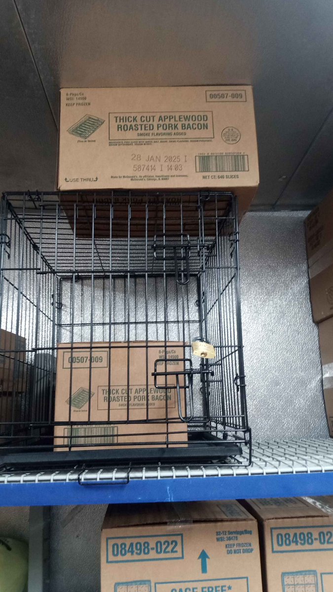 #menarepigs #caged