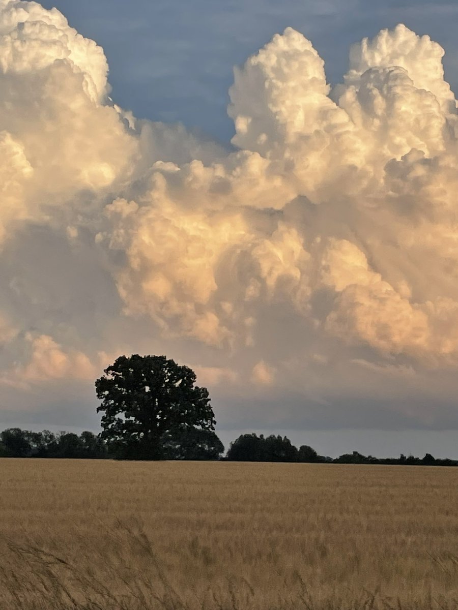 Kristen Thompson-Dow (@kippytd) on Twitter photo 