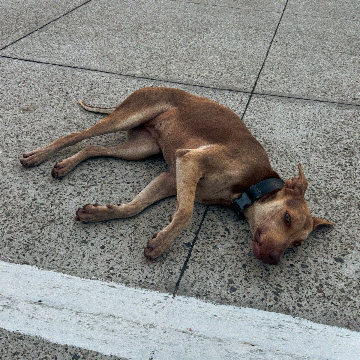 gaserranos's tweet photo. La Canela.
#HENM #AntonLizardo #Veracruz #Mexico https://t.co/KD3NL1vbGu