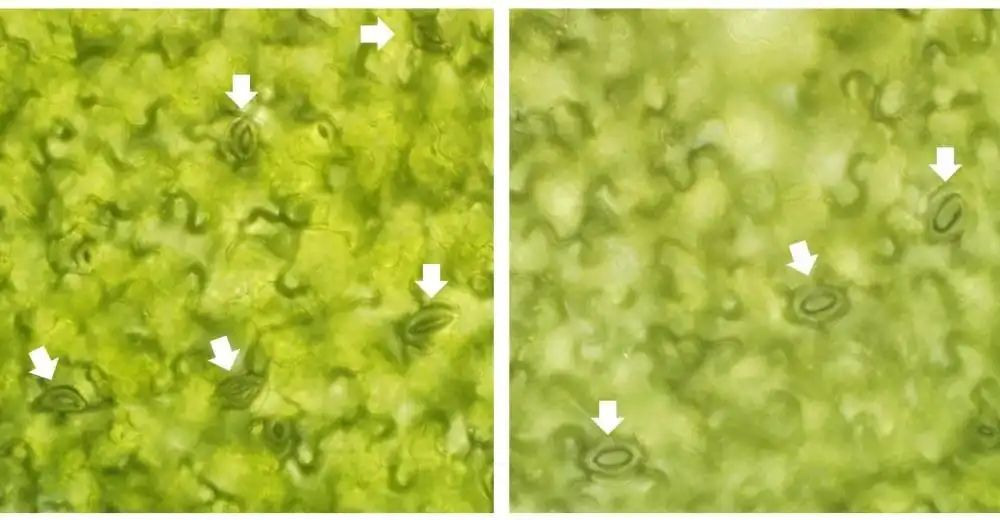 GlobalPlantGPC's tweet photo. Understanding plant breathing: Identification of the key protein interplay behind rhythmic stomatal movements https://t.co/Ba3zDDa3MB via @CRAGENOMICA #PlantScience https://t.co/e2PnoDjuGr
