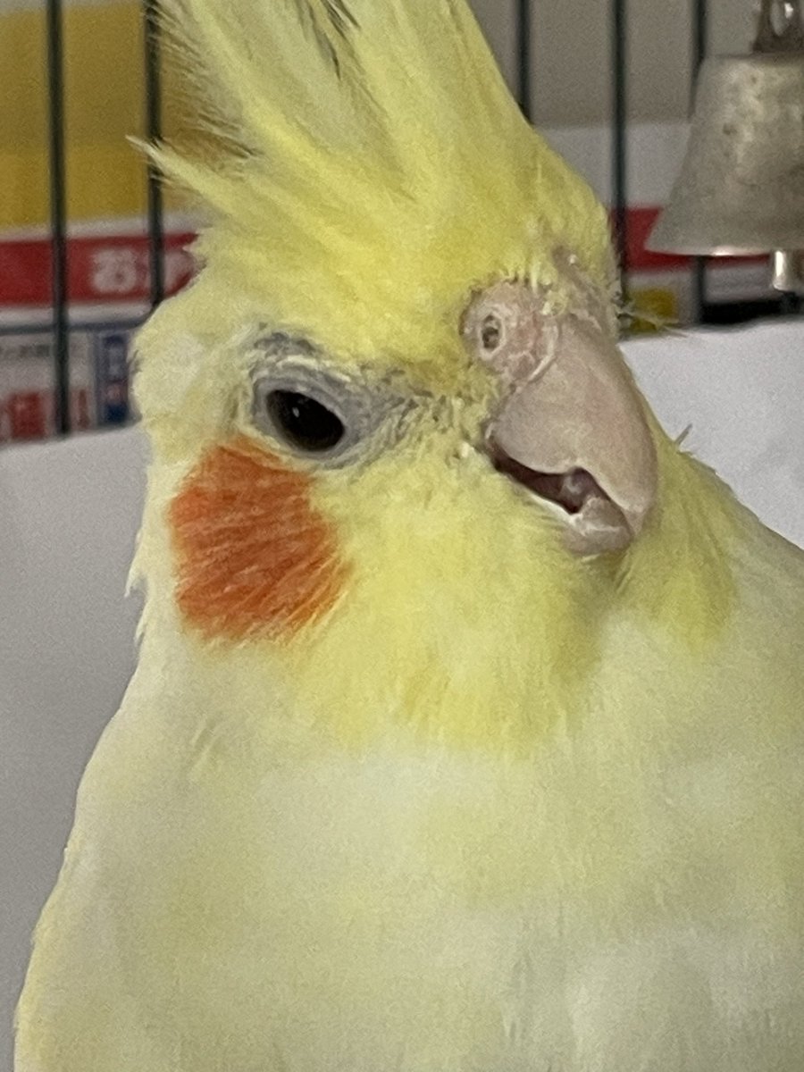 イケメン✨

#オカメインコ
#レモンサワー
#ちょっと不機嫌